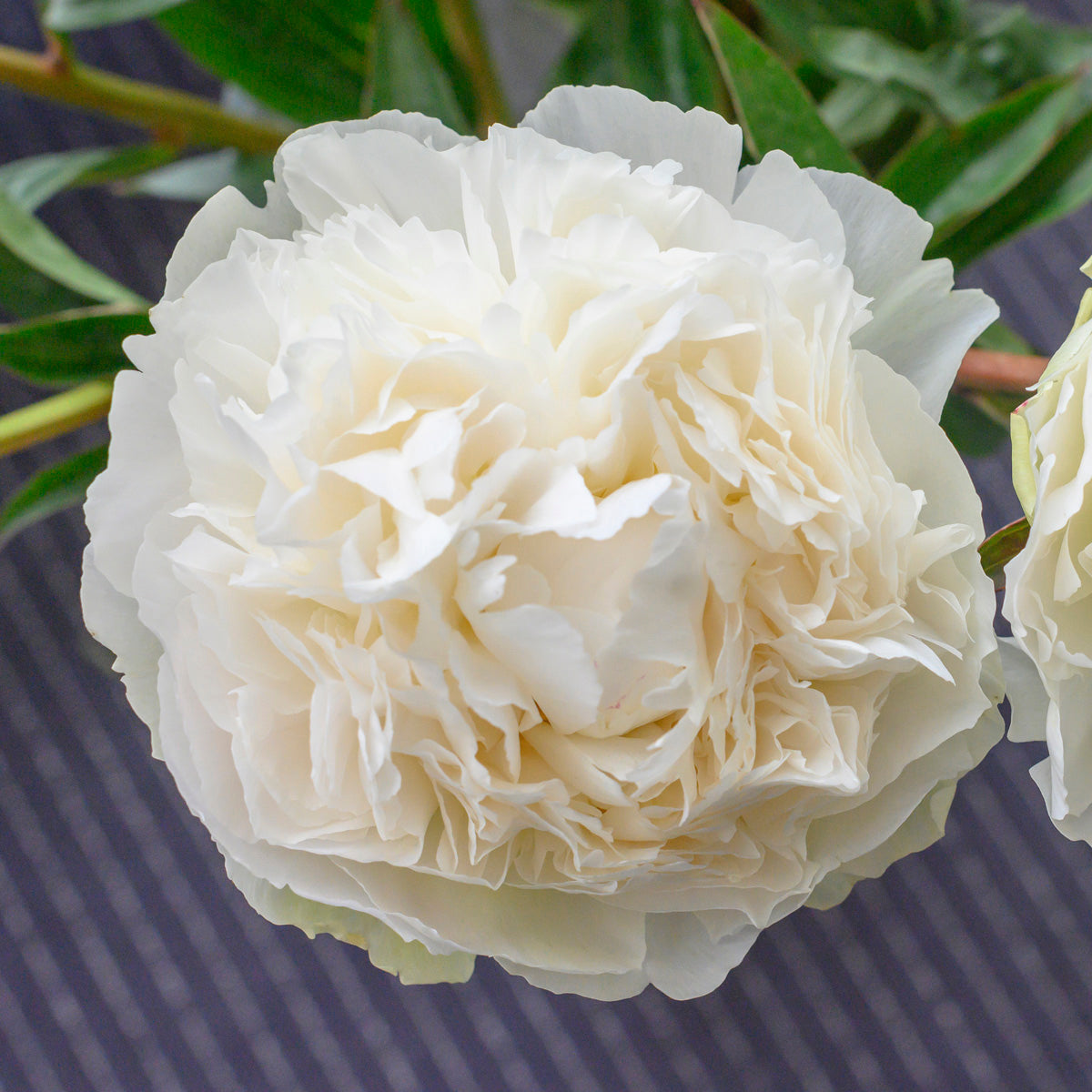 Peony Bowl of Cream
