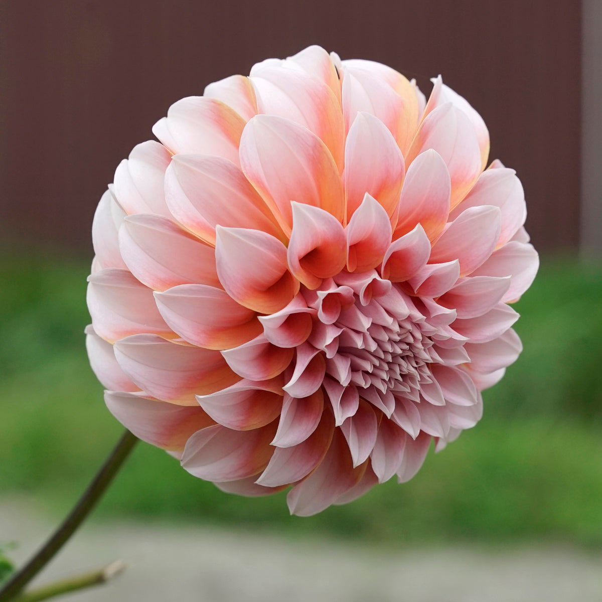 Dahlia Peaches