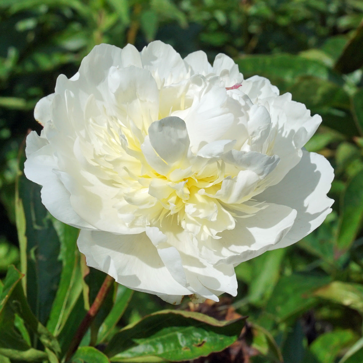 Peony Bridal Grace