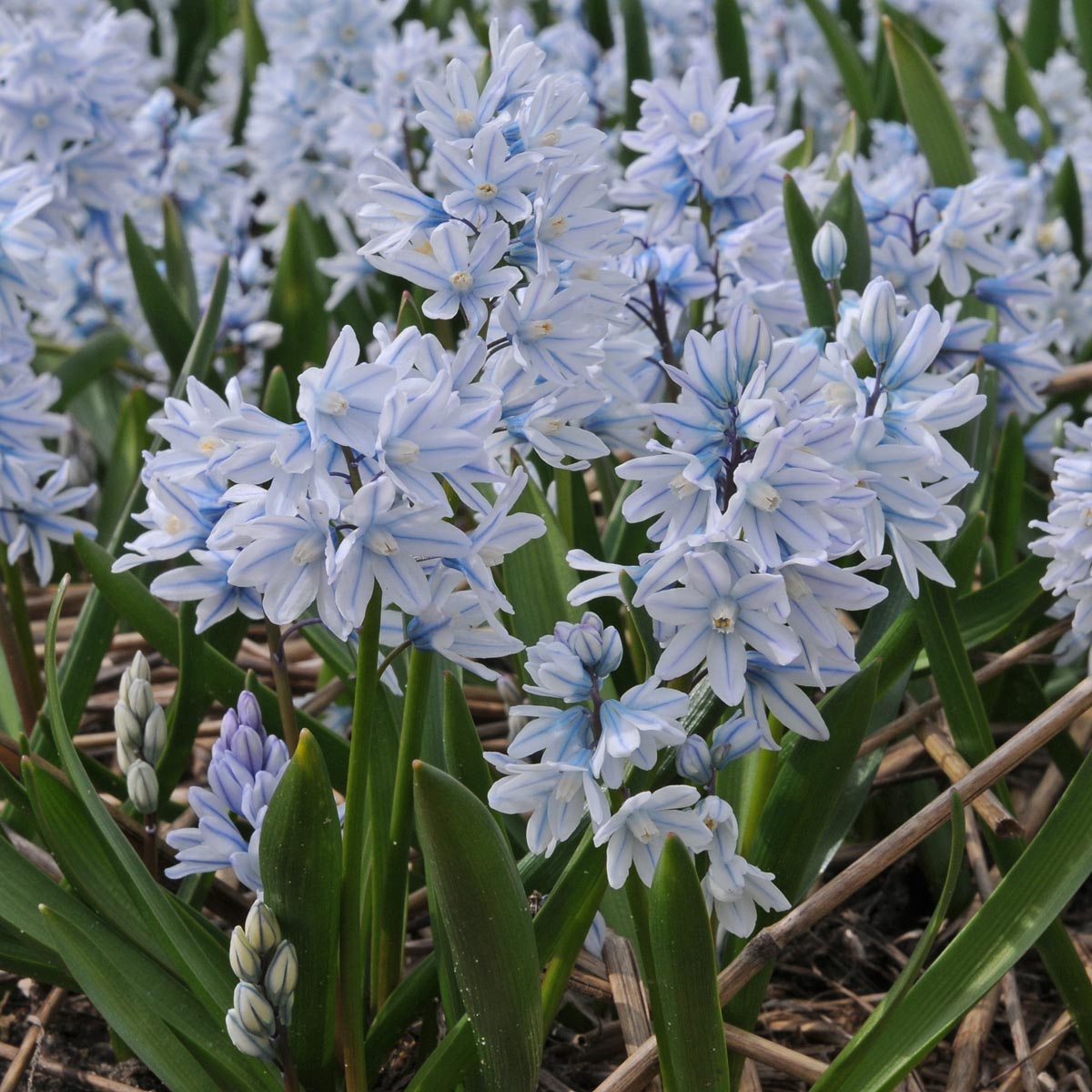 Puschkinia libanotica | white and blue puschkinia flowers
