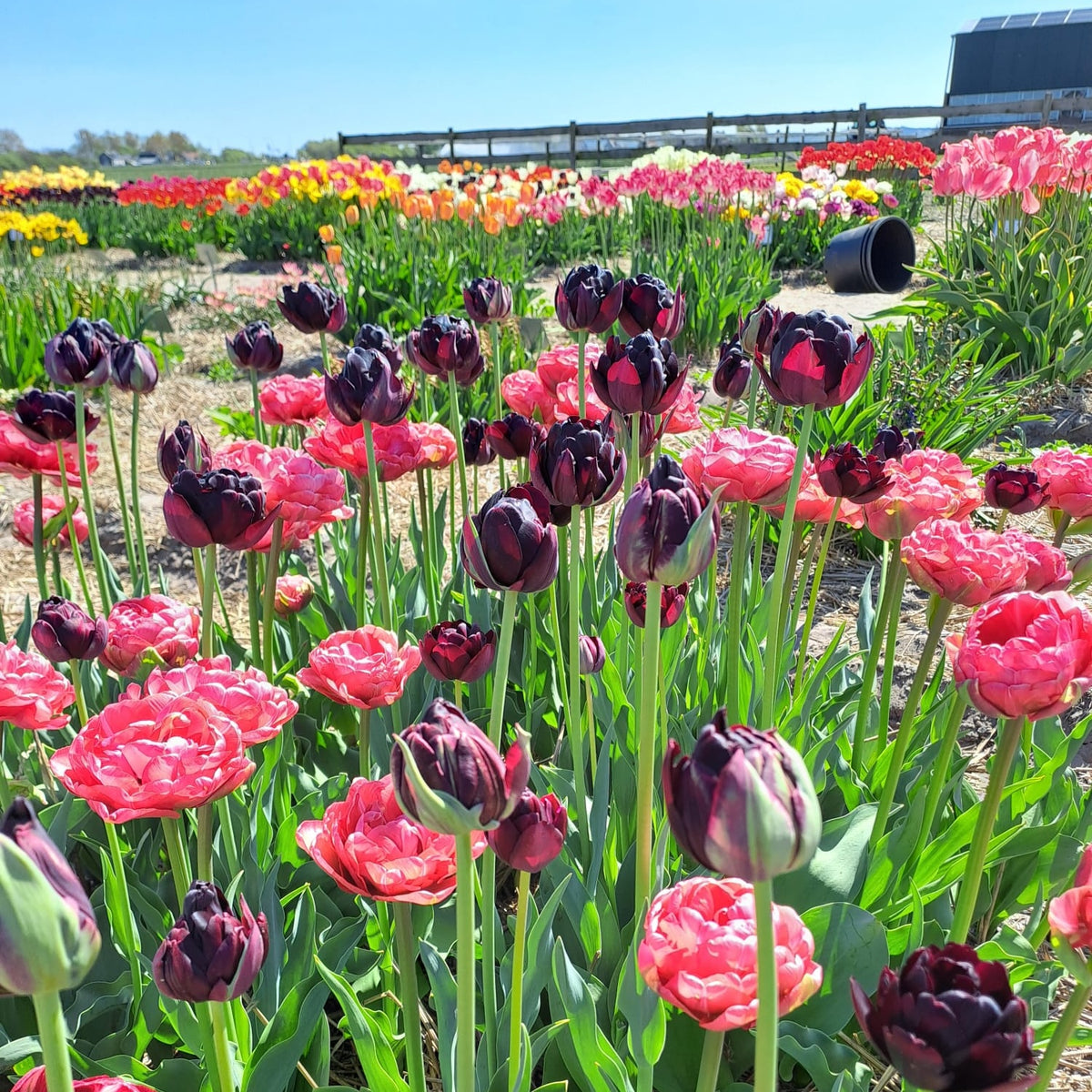 Product picture of Tulip Simply Lovely Mix