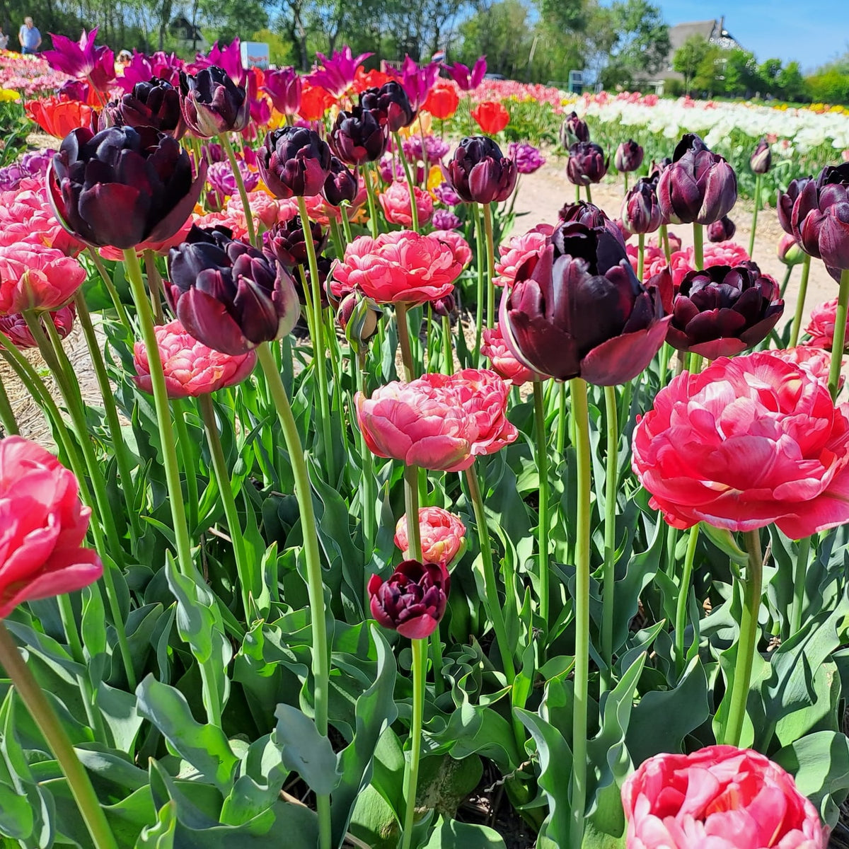 Product picture of Tulip Simply Lovely Mix