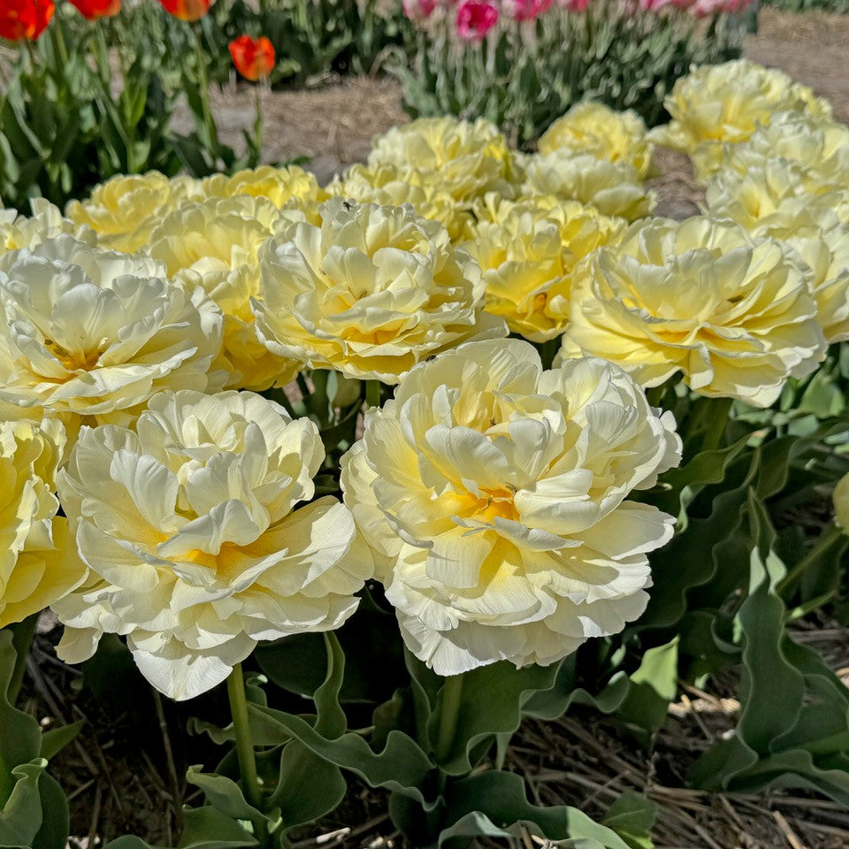 Product picture Tulip Avant Garde