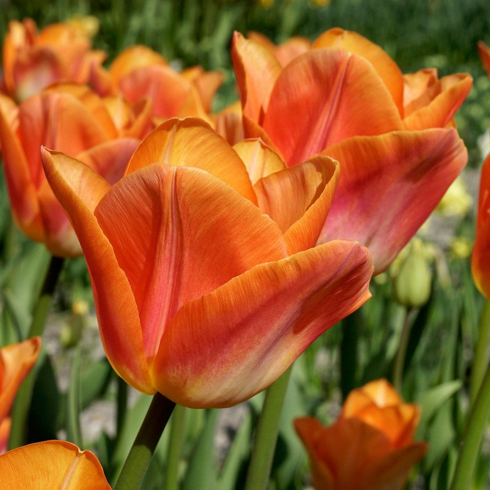 Product picture Tulip Sunrise Dynasty