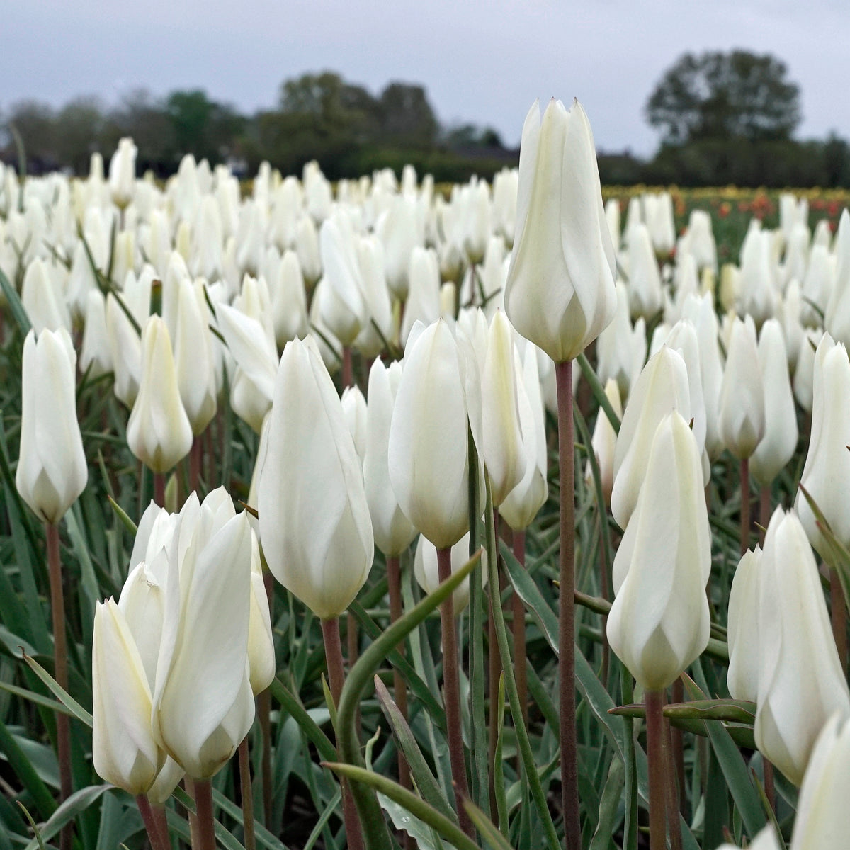 Product picture Tulip Sylvia