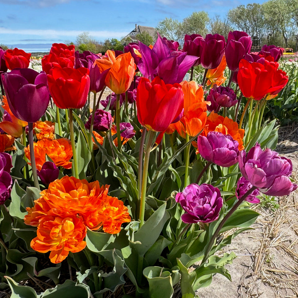 Product picture Tulip mixture Wunderbar