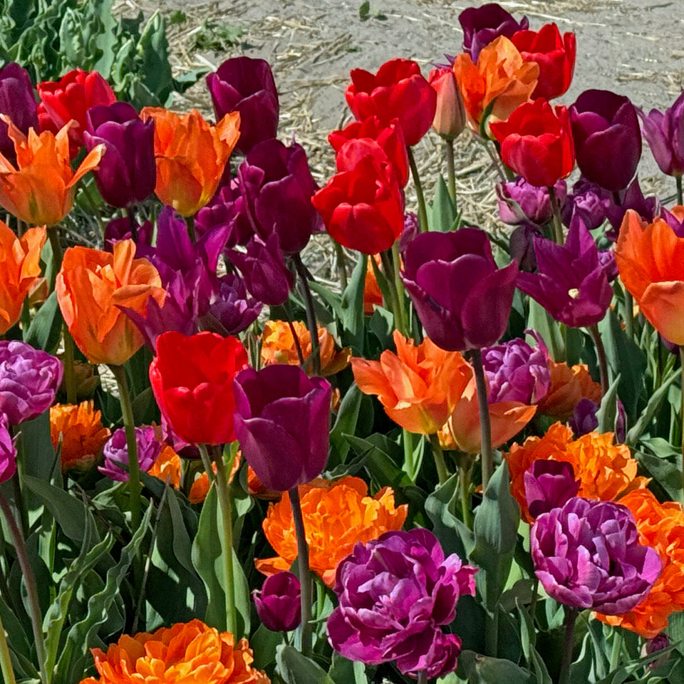 Product picture Tulip mixture Wunderbar