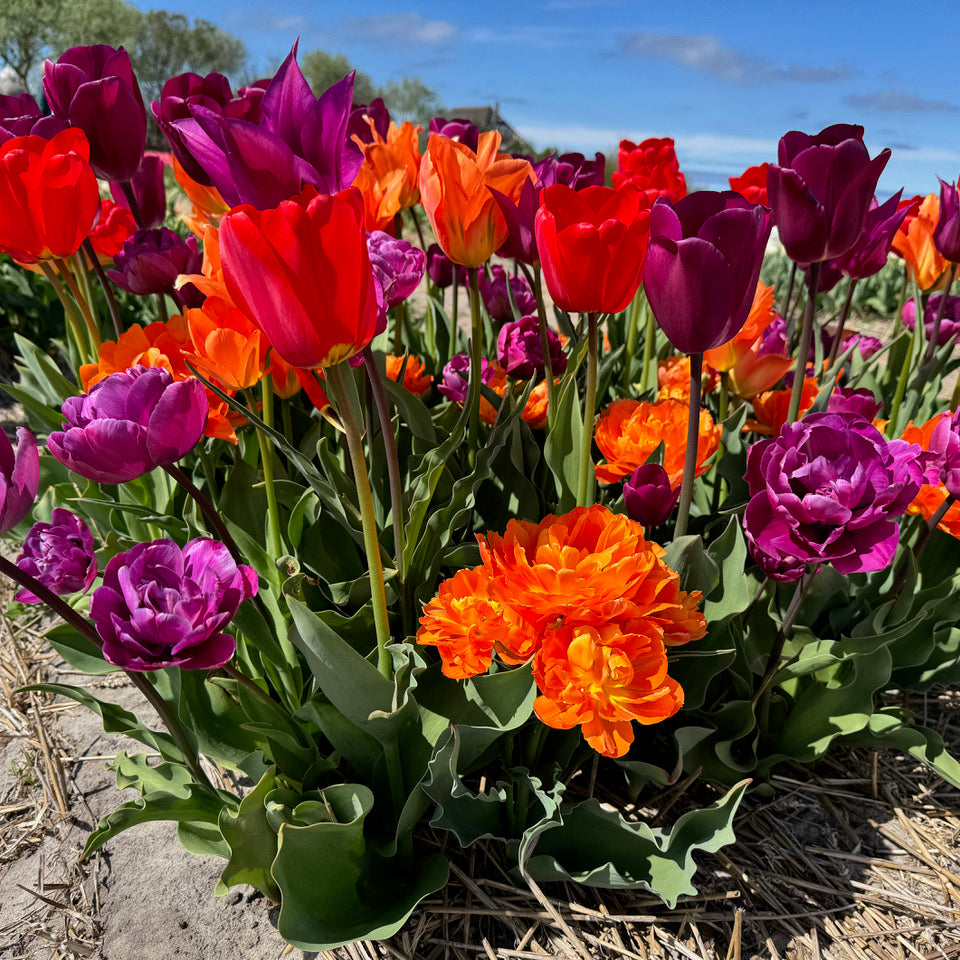 Product picture Tulip mixture Wunderbar