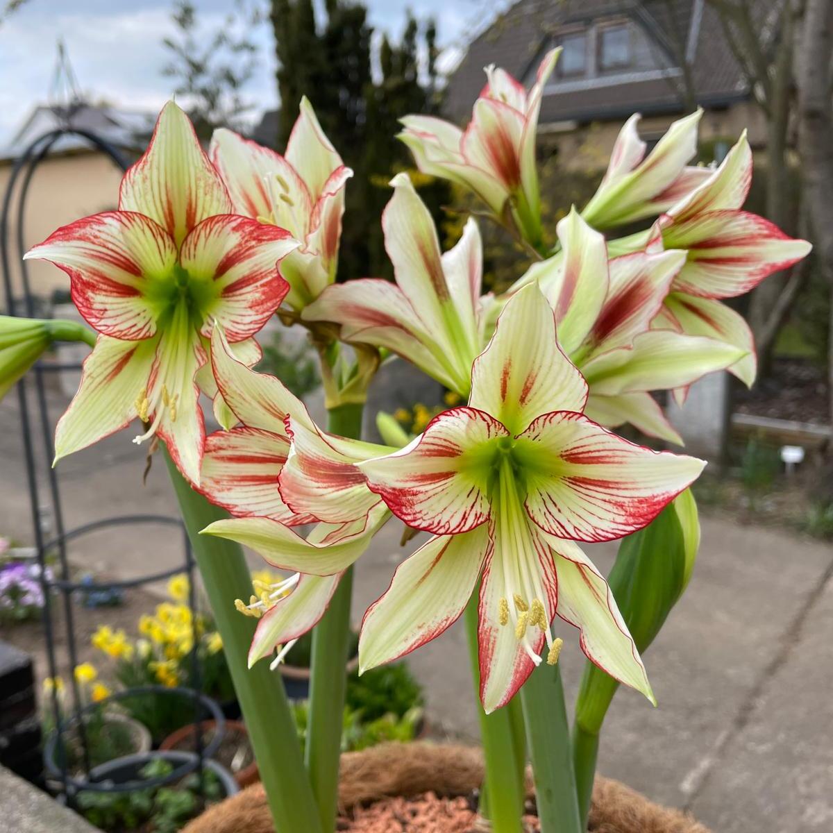 Amaryllis Cleopatra