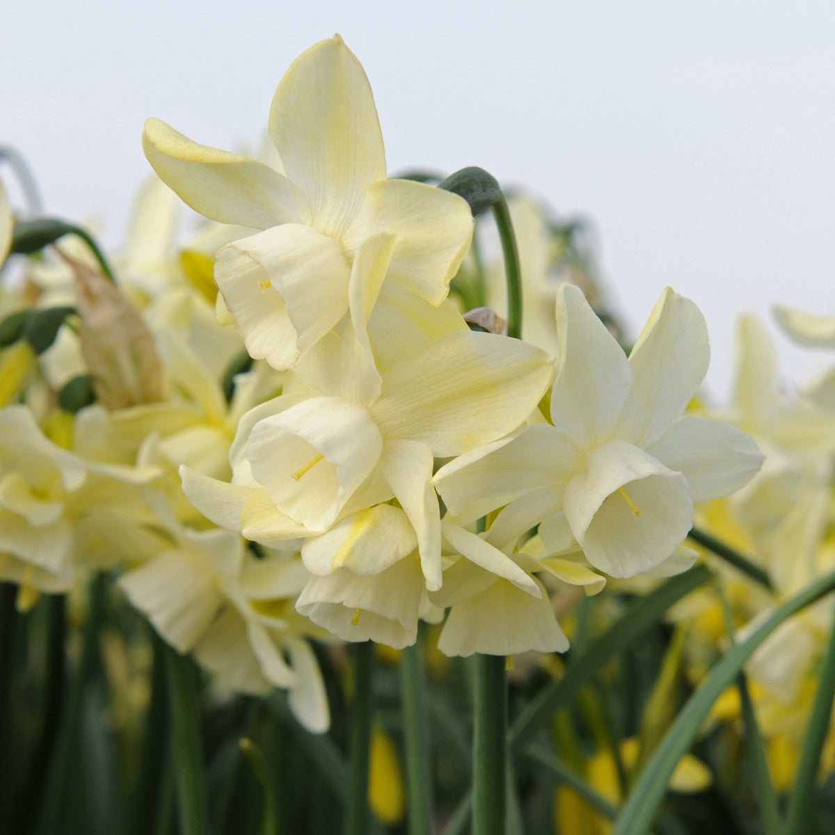 Abbey Road - Special Narcissus - Fluwel