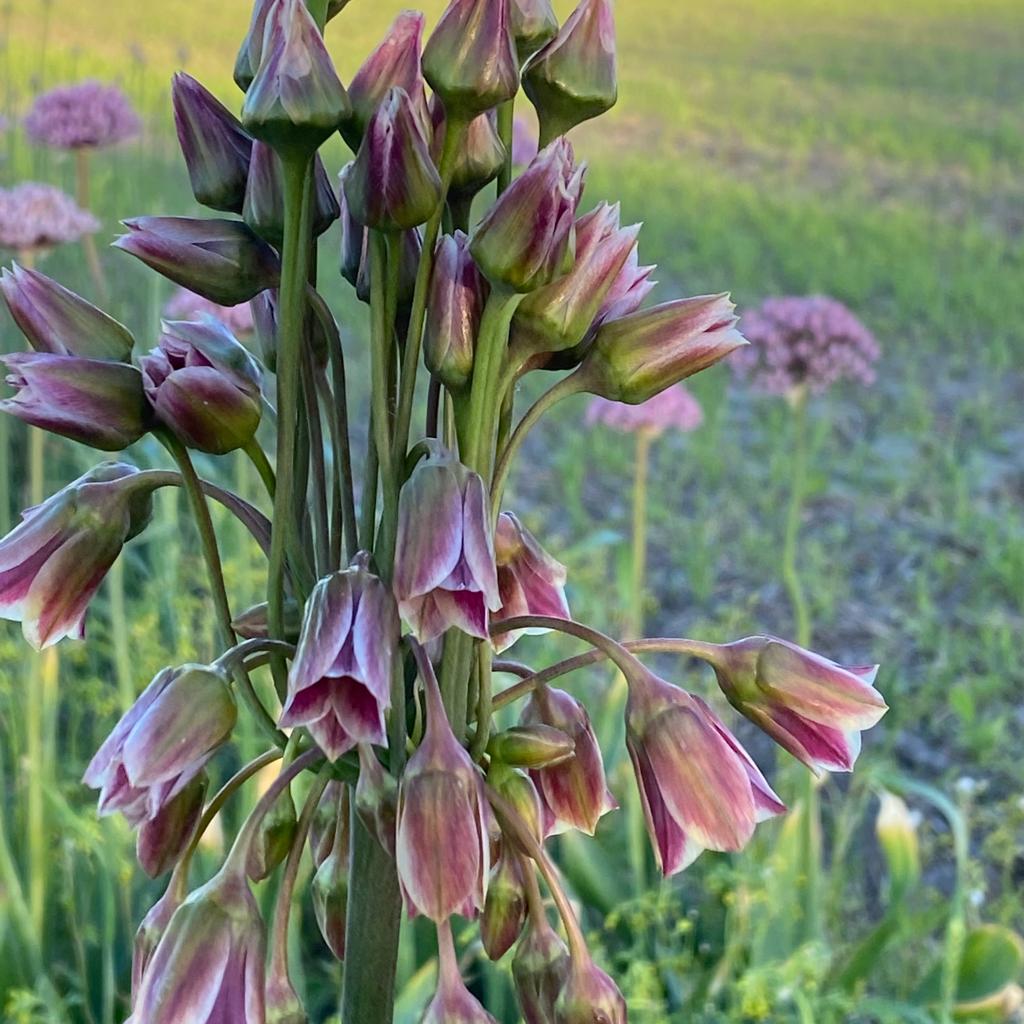 Allium siculum - Alliums - Fluwel