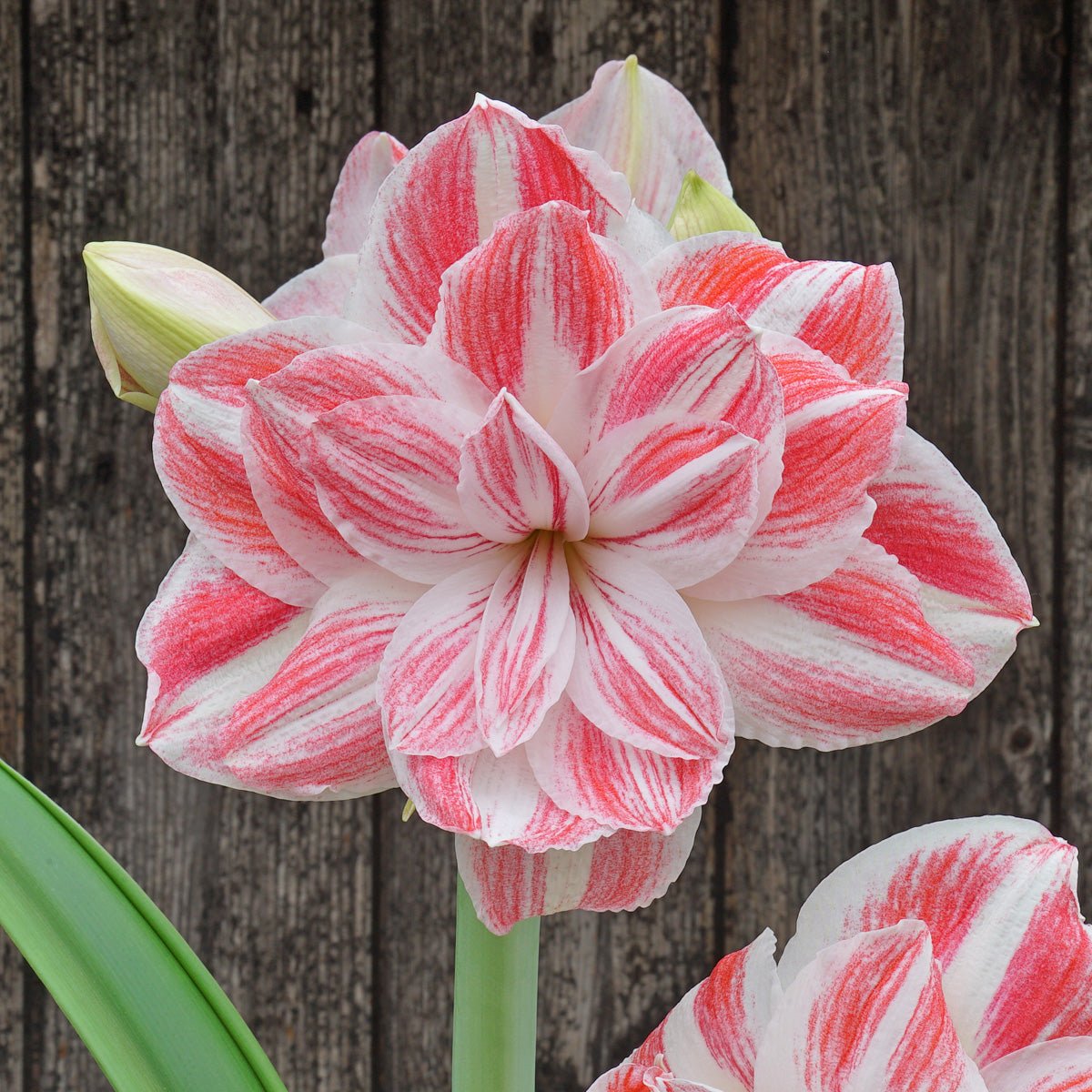 Amaryllis Amazing Belle - Amaryllis - Fluwel