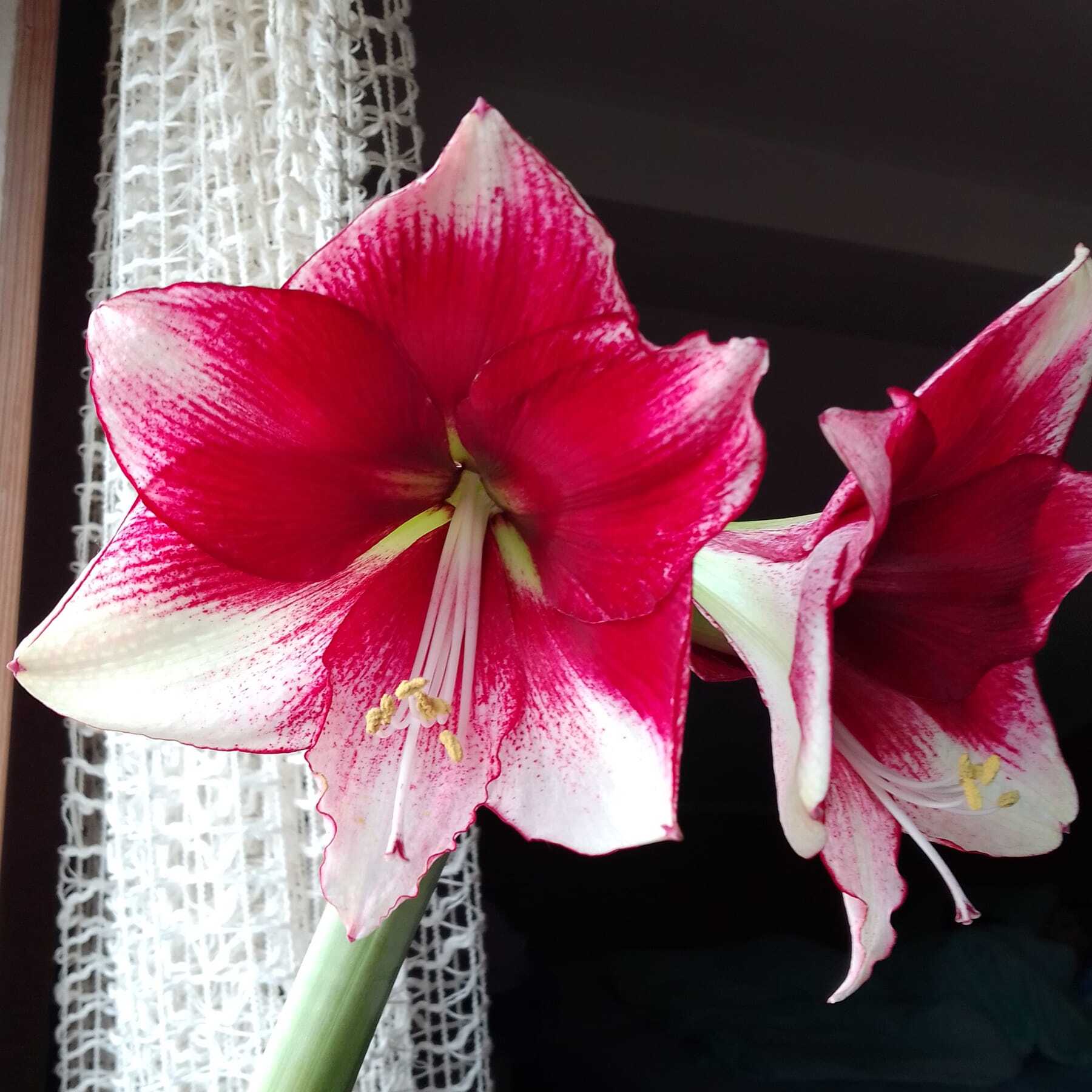 Amaryllis American Dream - Amaryllis - Fluwel