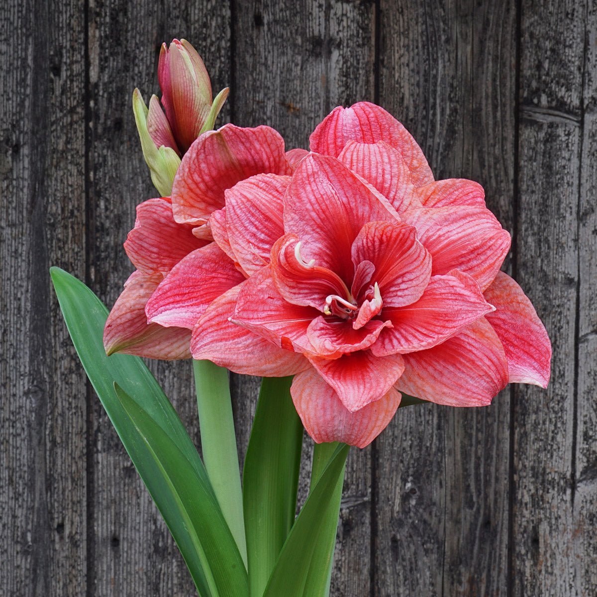 Amaryllis Cherry Amadeus - Amaryllis - Fluwel
