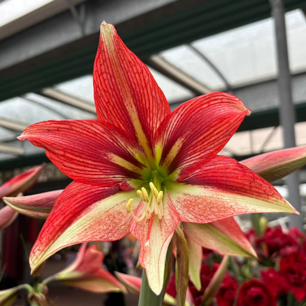 Amaryllis Happy Valley - Amaryllis - Fluwel