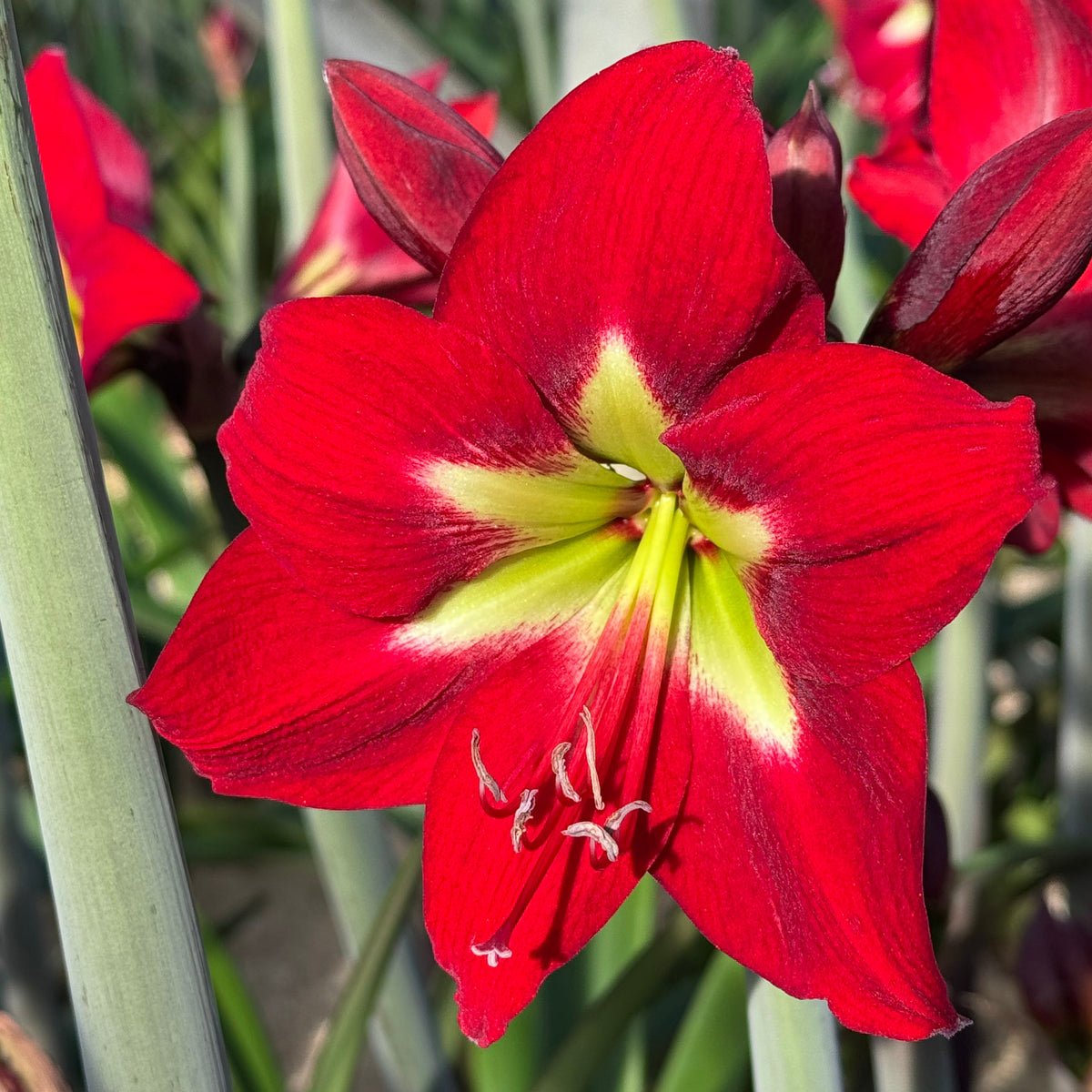 Amaryllis Ibiza - Amaryllis - Fluwel