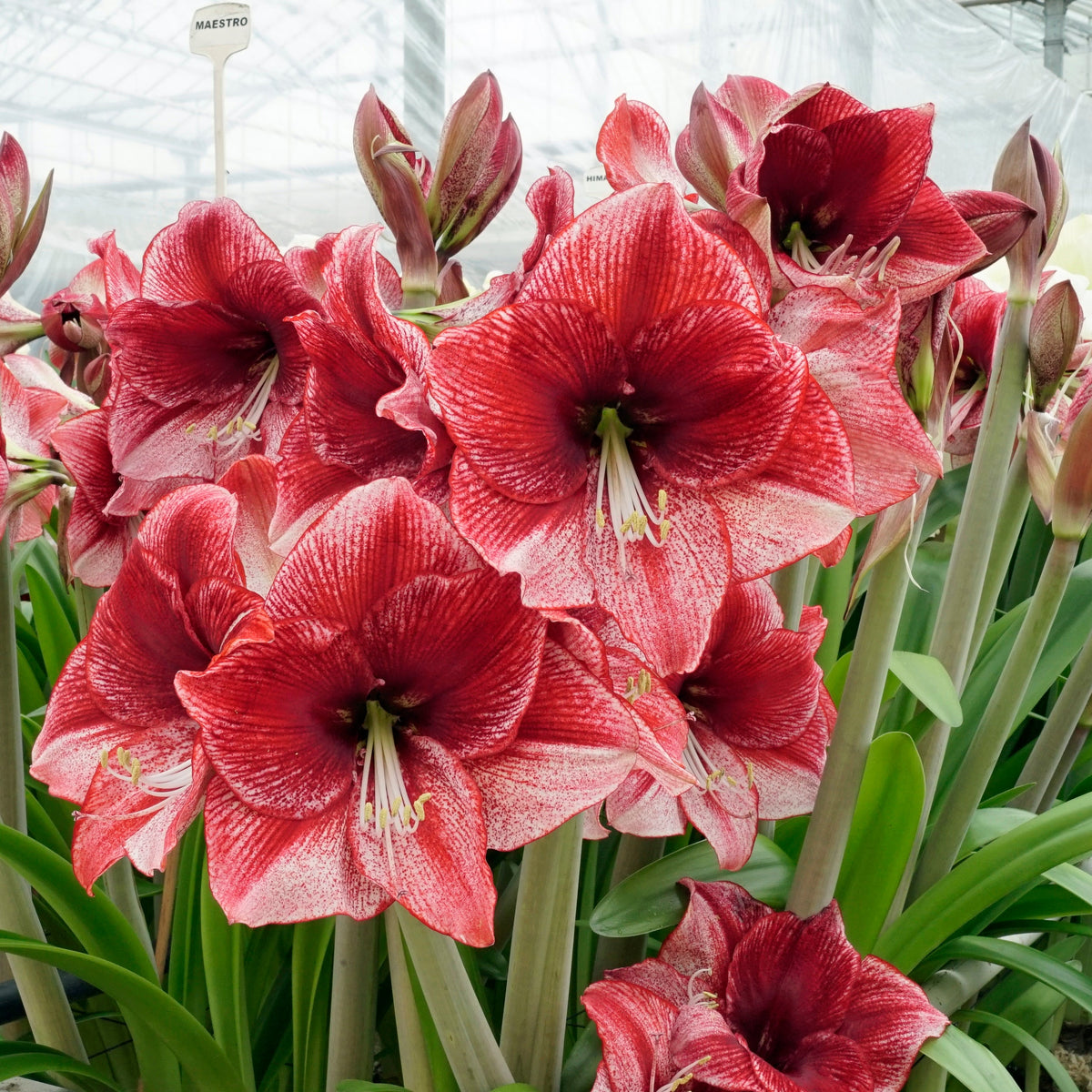 Amaryllis Maestro - Amaryllis - Fluwel