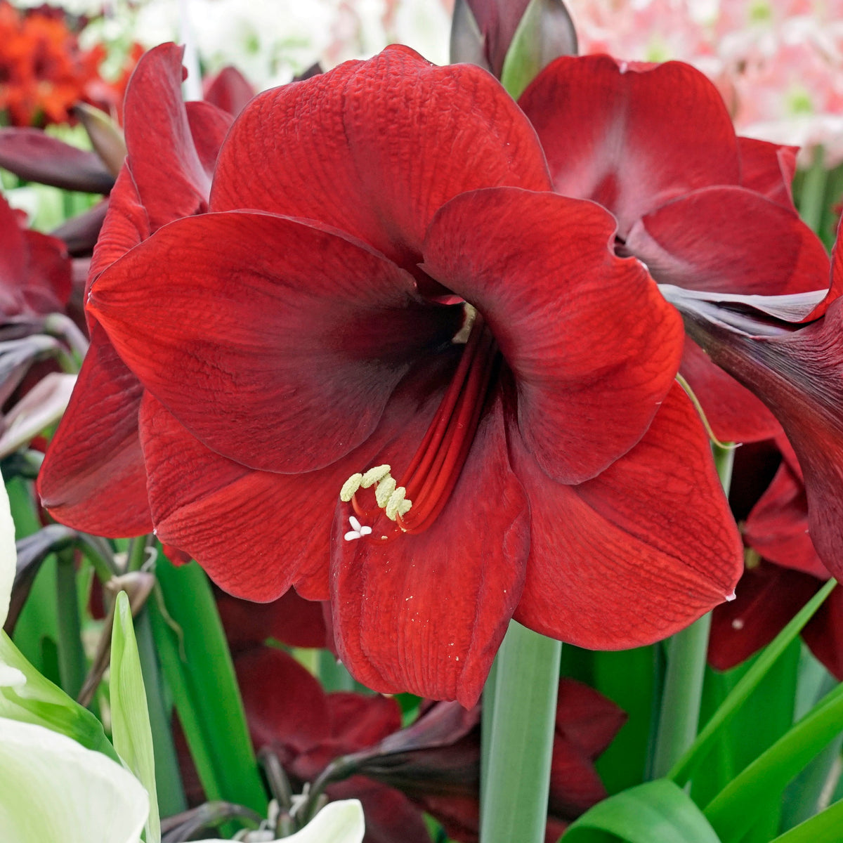 Amaryllis Night Fever - Amaryllis - Fluwel