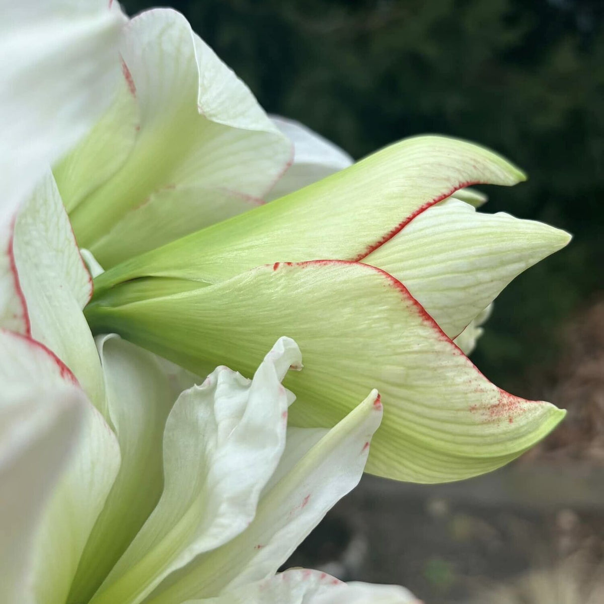 Amaryllis Picobello Majesty - Amaryllis - Fluwel