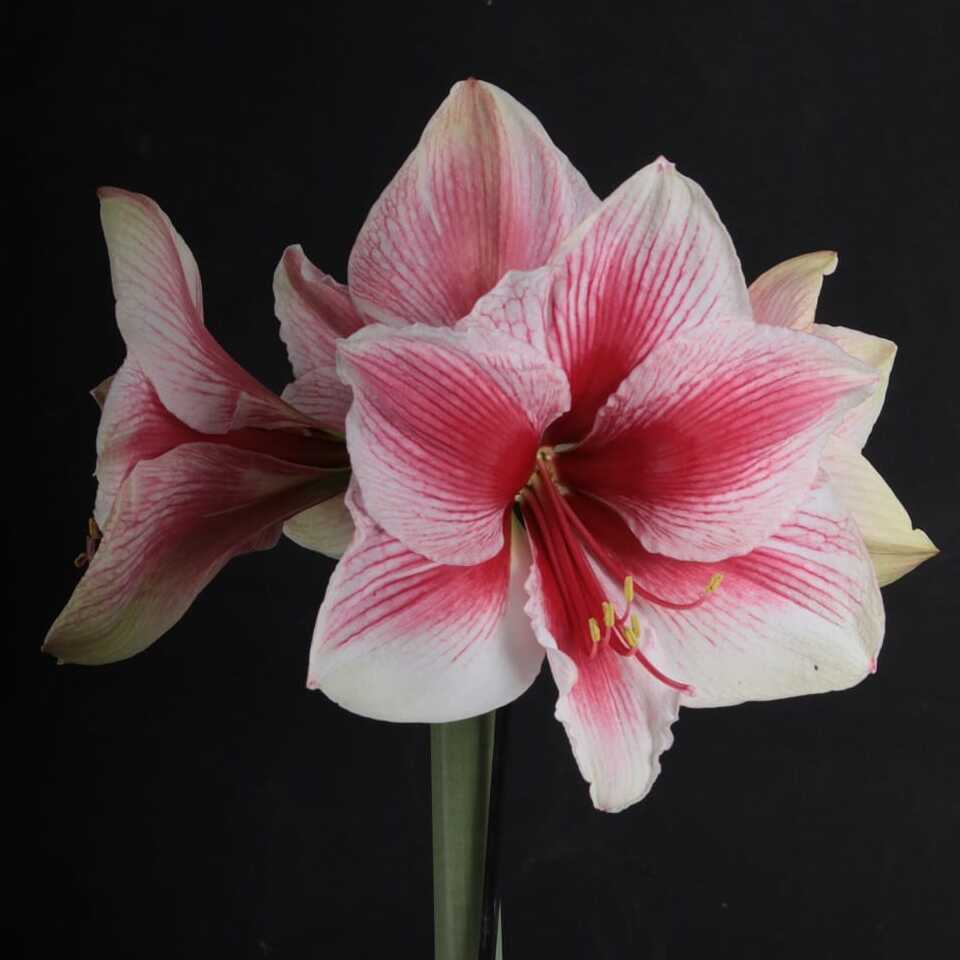 Amaryllis Pink Beauty - Amaryllis - Fluwel