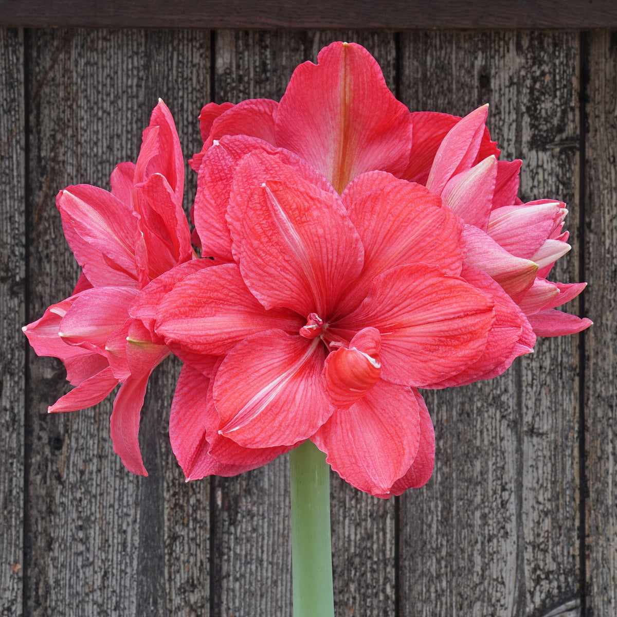 Amaryllis Pink Symphony - Amaryllis - Fluwel