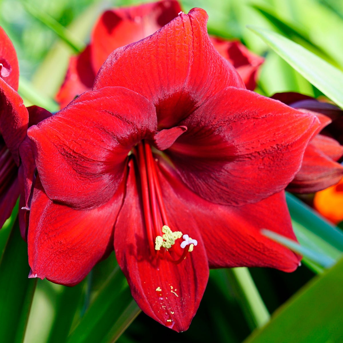 Amaryllis Porto - Amaryllis - Fluwel