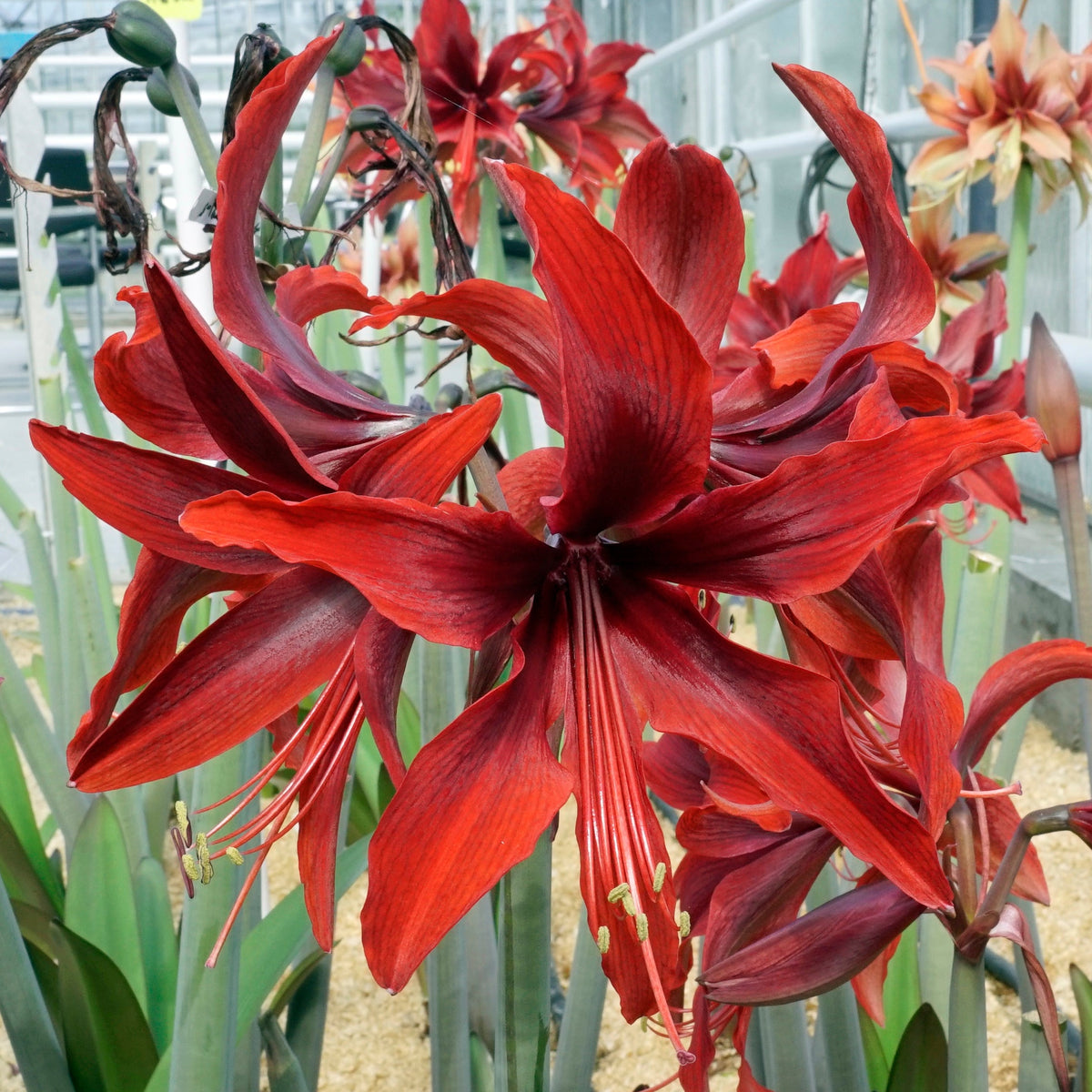Amaryllis Red Amazone - Amaryllis - Fluwel
