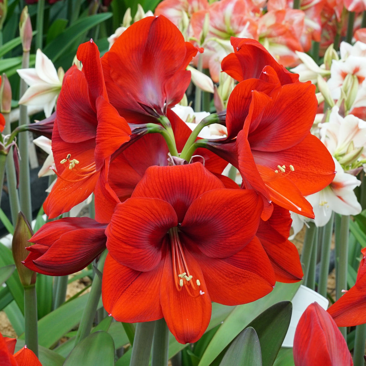 Amaryllis Romeo - Amaryllis - Fluwel