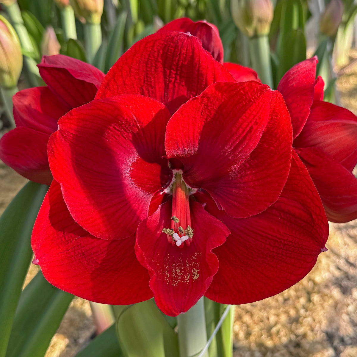 Amaryllis Tempranillo - Amaryllis - Fluwel