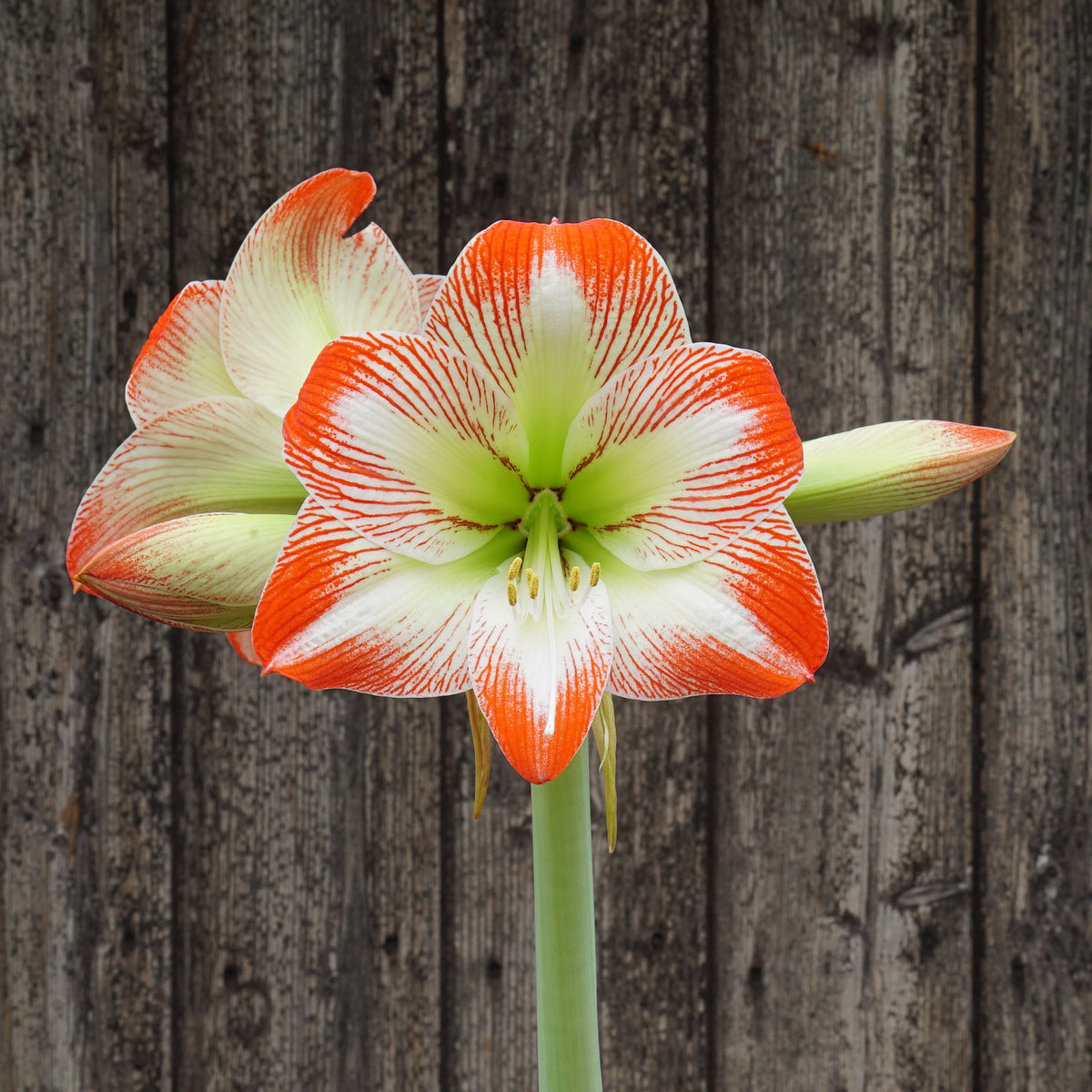Amaryllis Tropical Sensation - Amaryllis - Fluwel