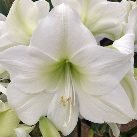 Amaryllis White Sky - Amaryllis - Fluwel