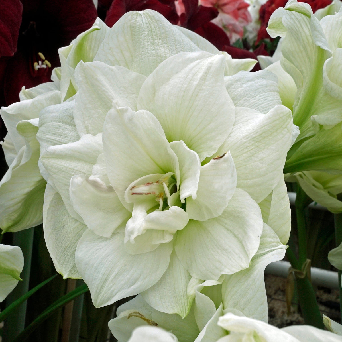 Amaryllis White Symphony - Amaryllis - Fluwel