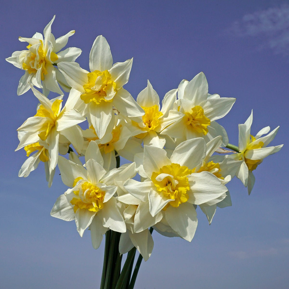 Argent - Narcissus - Fluwel
