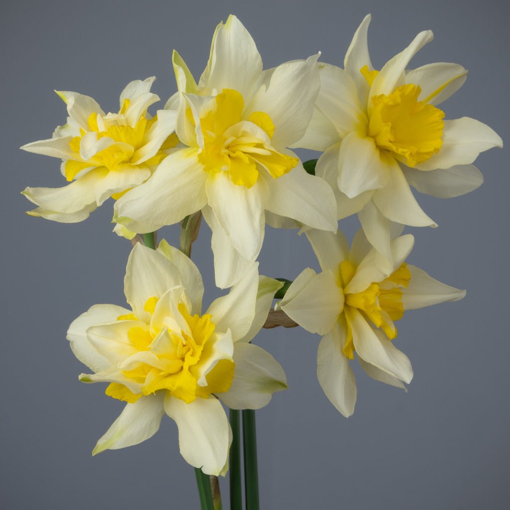 Argent - Narcissus - Fluwel