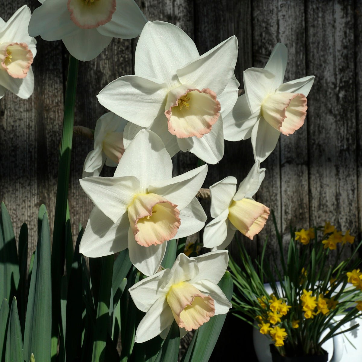 Beau Beaute - Special Narcissus - Fluwel