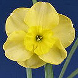 Bebop - Special Narcissus - Fluwel