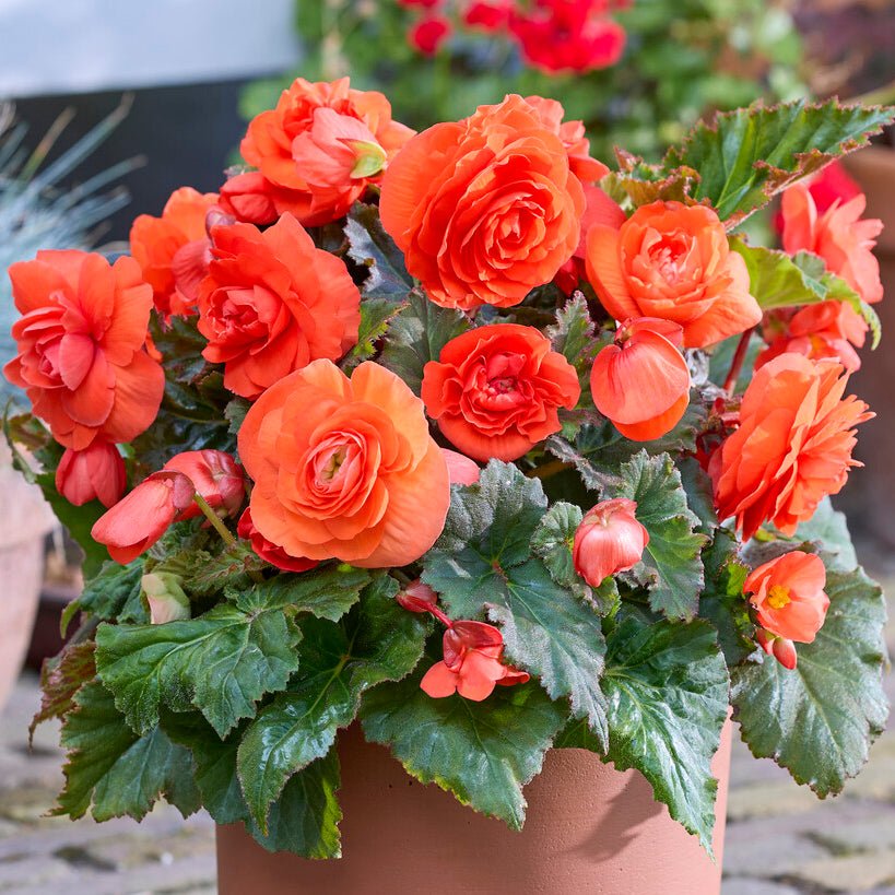 begonia knollen planten Begonia 'Non-Stop Orange' knollen kopen
