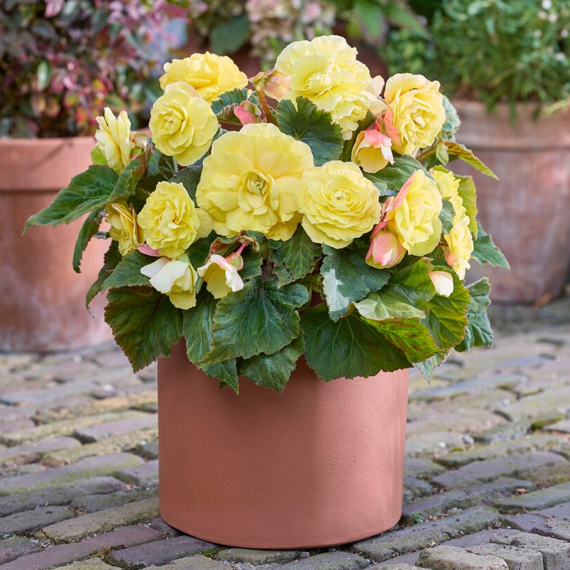 disco plant pot Disco Ball (6