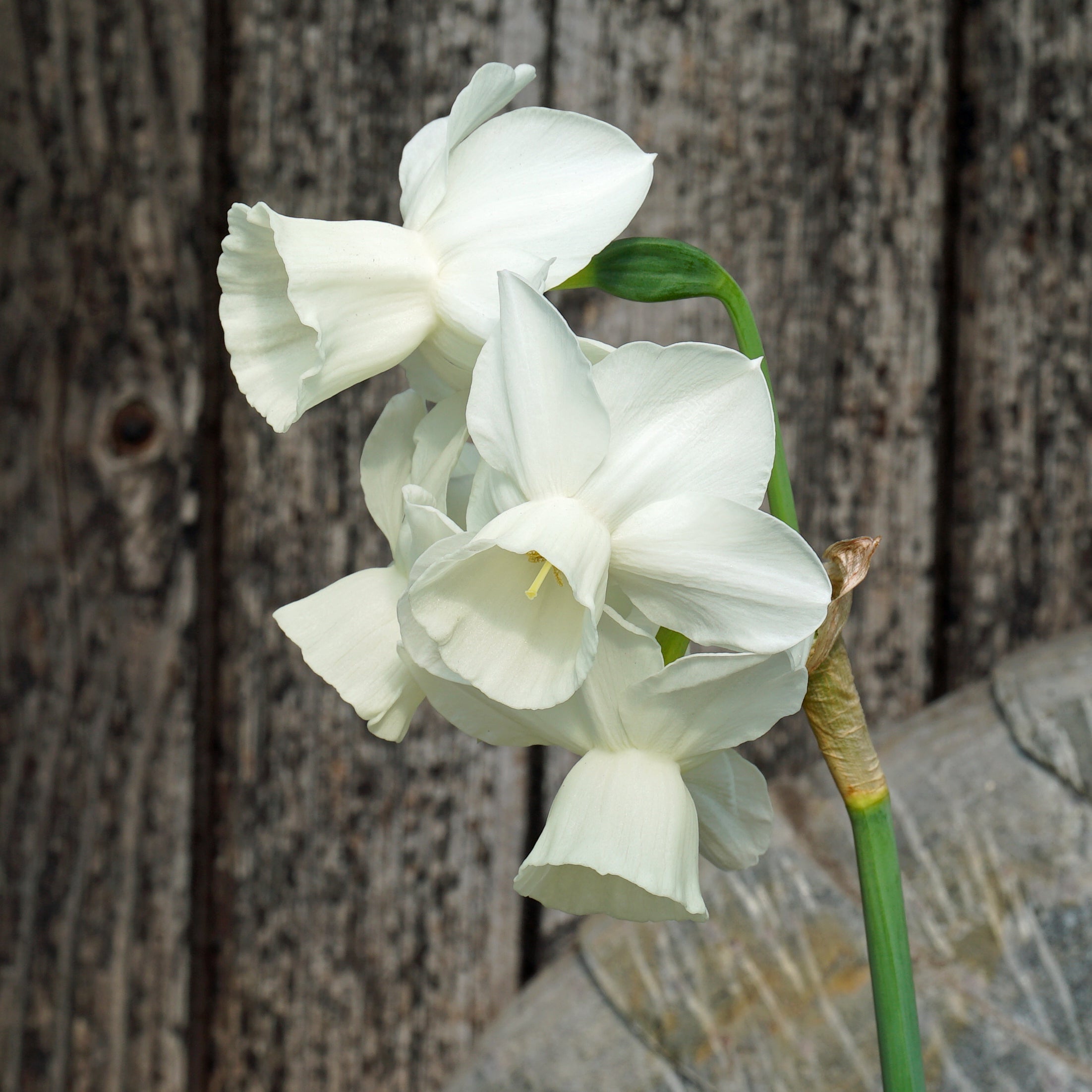 Belleza - Special Narcissus - Fluwel