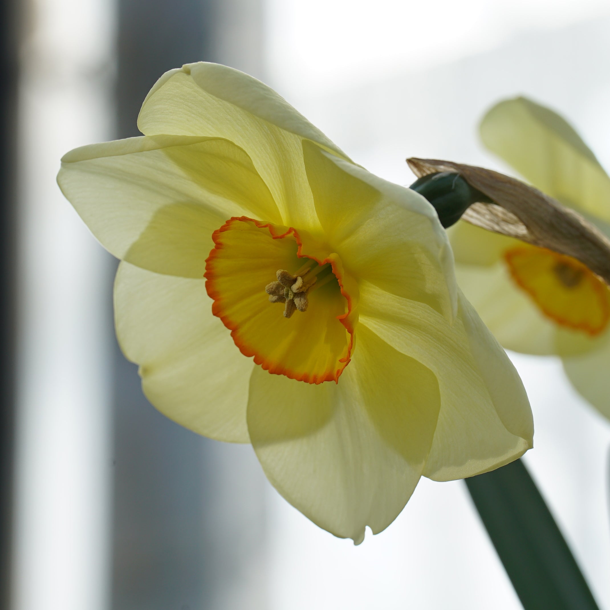 Best Friend - Special Narcissus - Fluwel