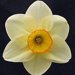 Best Friend - Special Narcissus - Fluwel