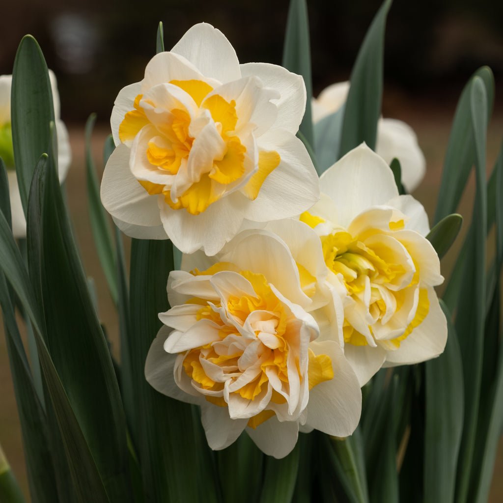 Big Girl - Special Narcissus - Fluwel