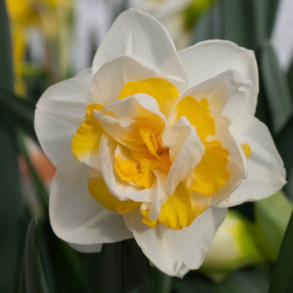 Big Girl - Special Narcissus - Fluwel