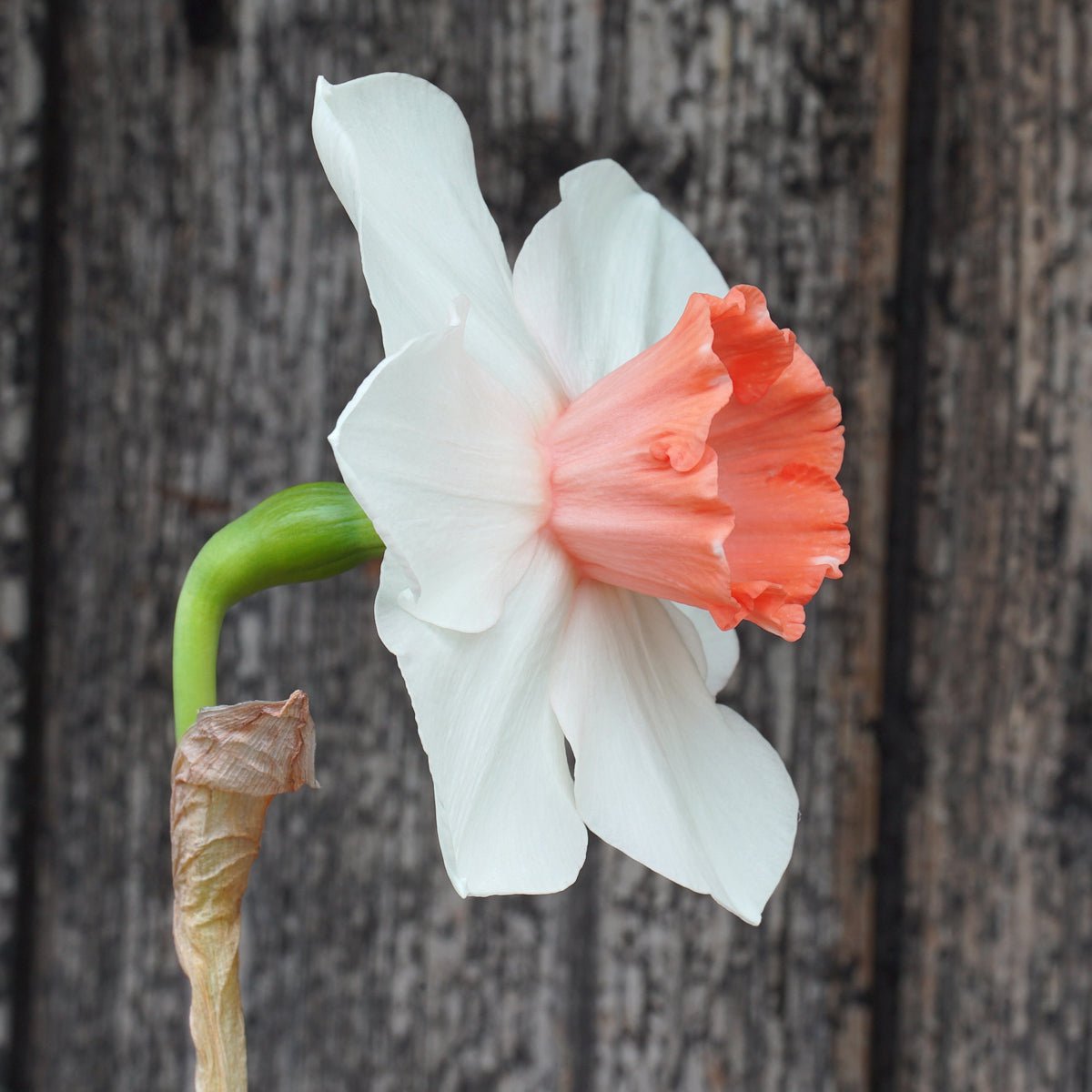 Birky - Special Narcissus - Fluwel