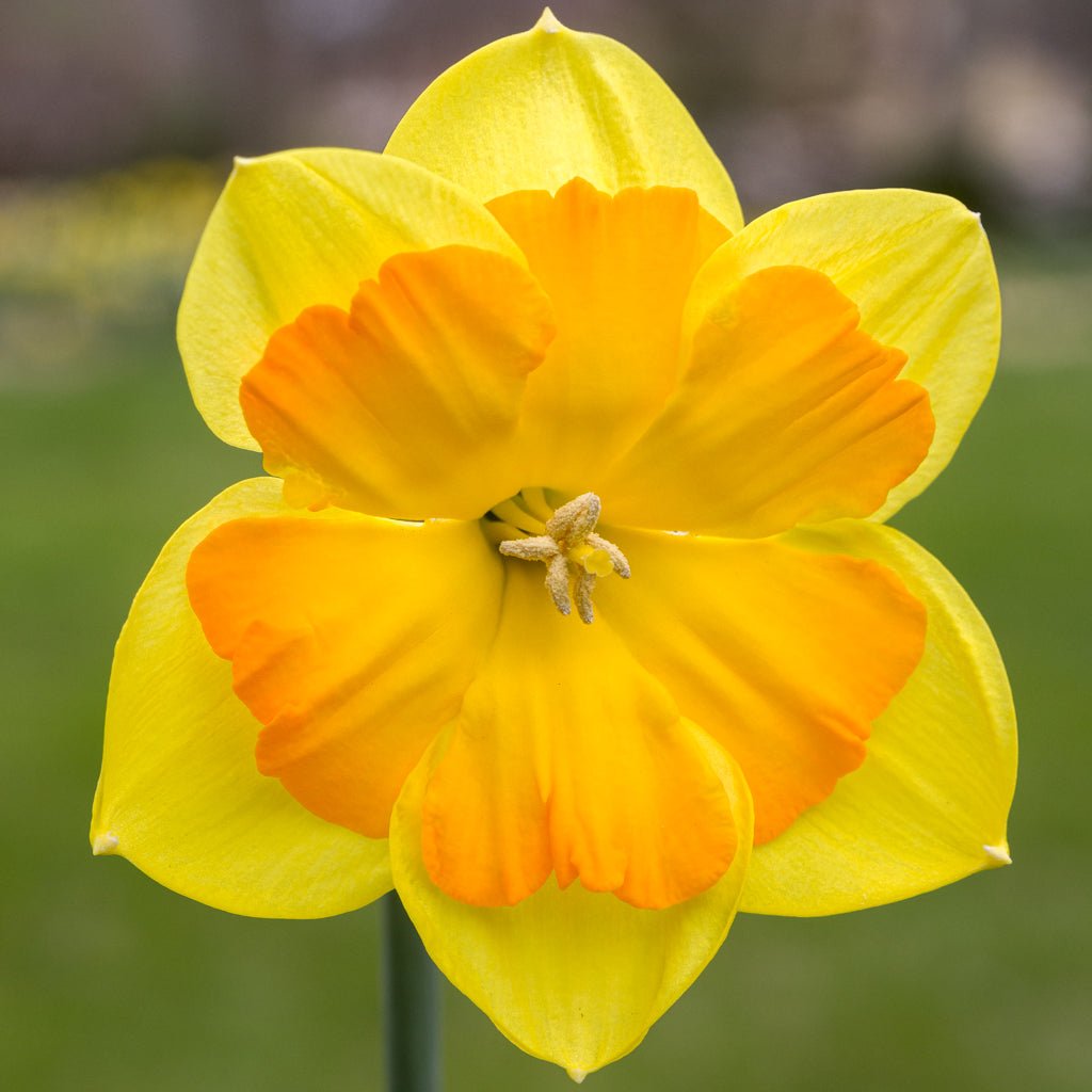 Boslowick - Special Narcissus - Fluwel
