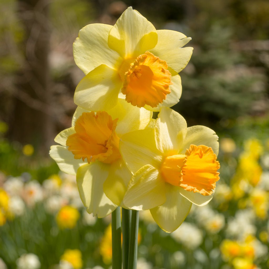 Bronzewing - Special Narcissus - Fluwel