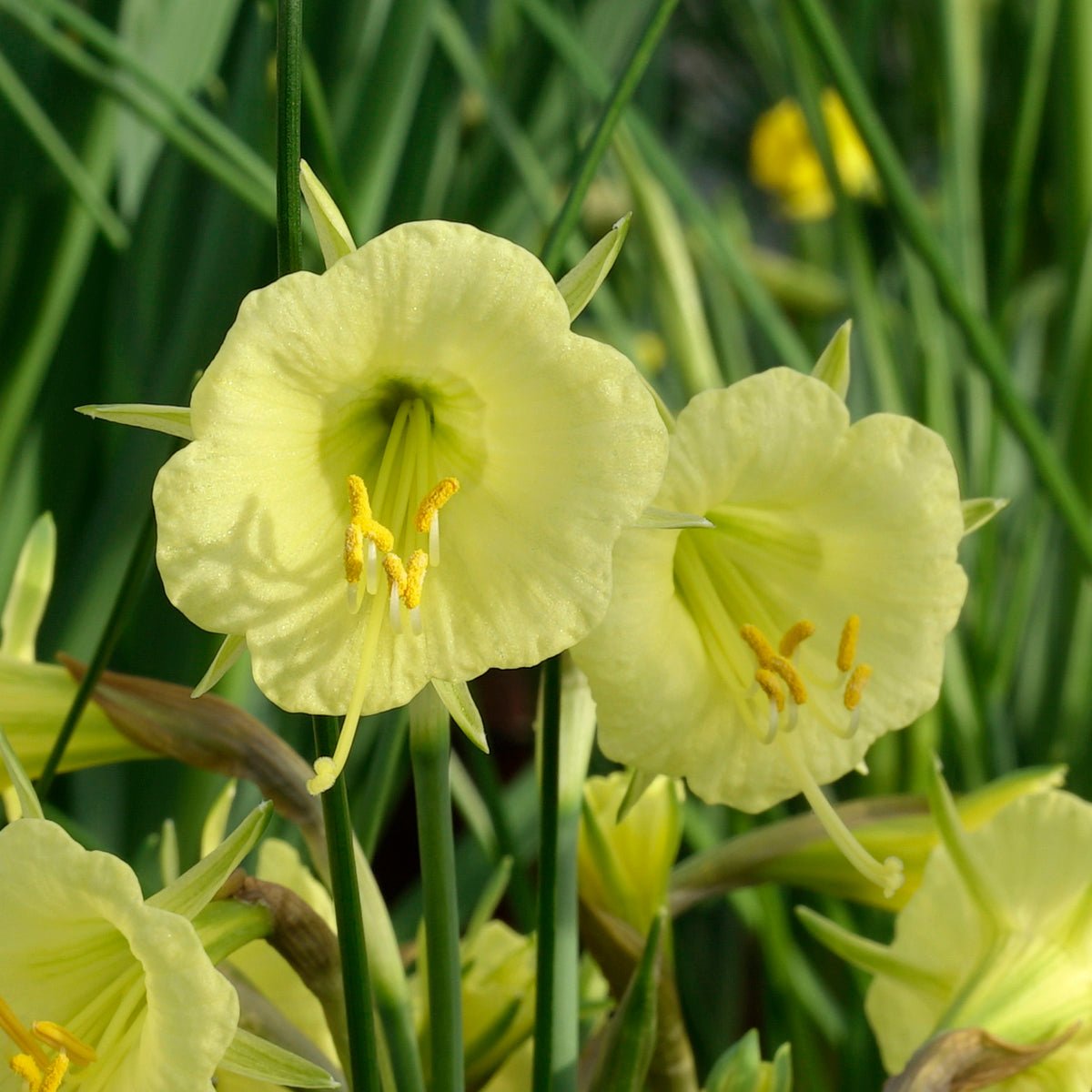 bulbocodium China Jewel - Special Narcissus - Fluwel