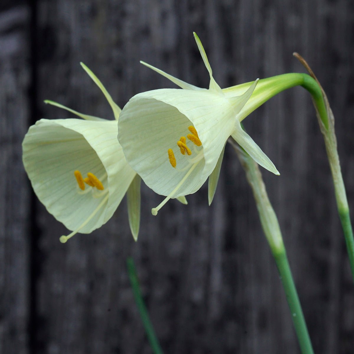 bulbocodium Delicate Design - Special Narcissus - Fluwel