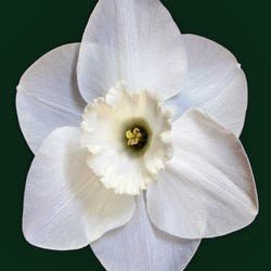 Cameo King - Special Narcissus - Fluwel