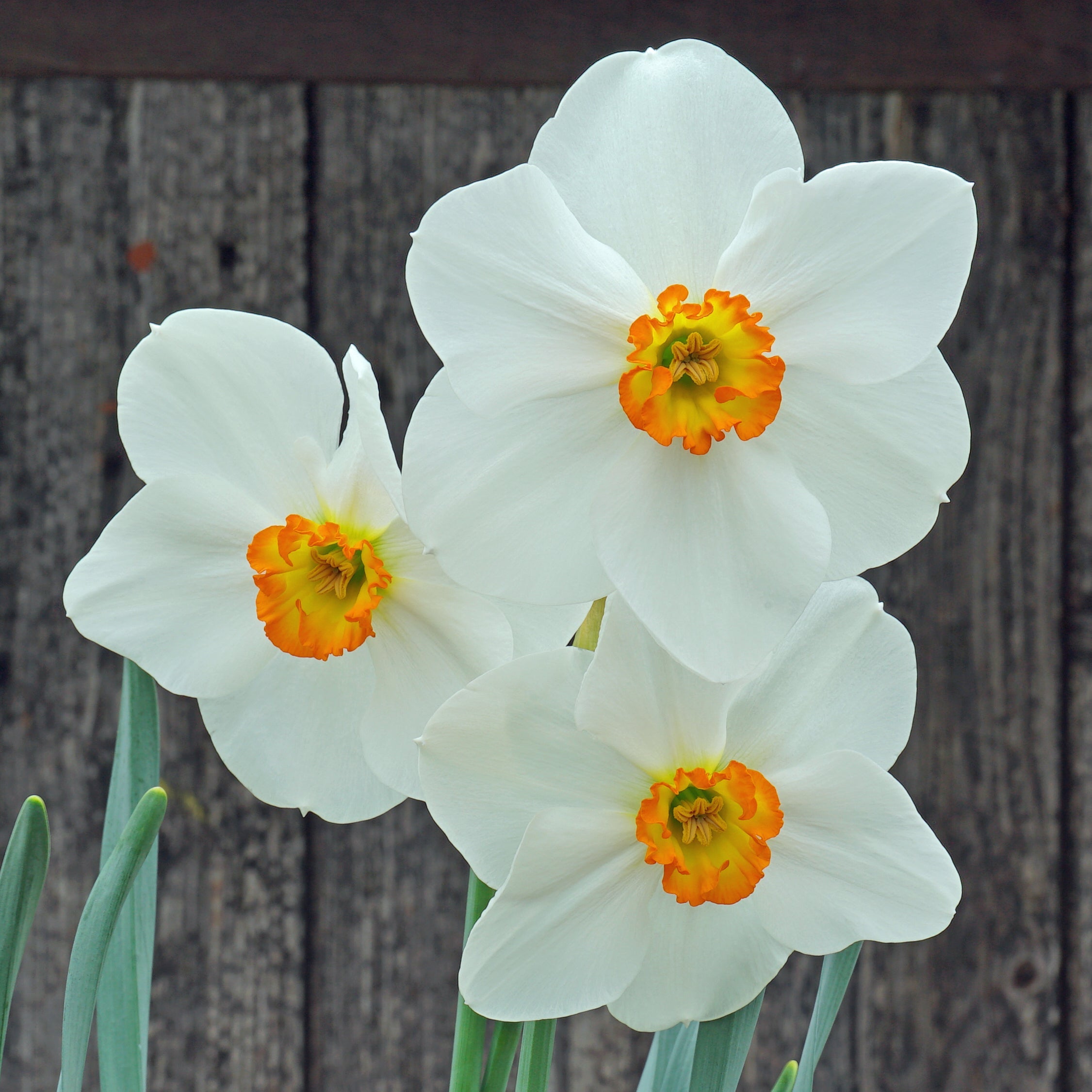 Cameo Marie - Special Narcissus - Fluwel
